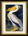 Audubon "White Pelican" HUGE Fine Art Folio Editio