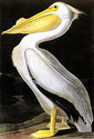 John James Audubon "White Pelican"  Beautiful Art 