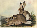 John J. Audubon "White-Tailed Jack Rabbit BIG"Art 