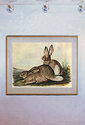 John James Audubon "White-Tailed Jack Rabbit" Art 