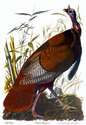 Audubon "Wild Turkey" HUGE Audubon Art Print Editi