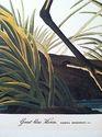 Audubon Great Blue Heron 15x22 Hand Numbered Ltd. 