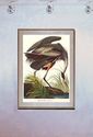 Audubon Great Blue Heron 15x22 Hand Numbered Ltd. 