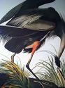 Audubon Great Blue Heron 15x22 Hand Numbered Ltd. 