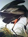 Audubon Great Blue Heron 15x22 Hand Numbered Ltd. 