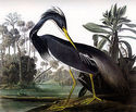 Audubon Louisiana Heron 15x22 Hand Numbered Ltd. E