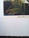 Audubon Great Blue Heron 15x22 Hand Numbered Ltd. 