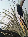 Audubon Great Blue Heron 15x22 Hand Numbered Ltd. 