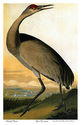 Audubon Sandhill-Hooping Crane 22x30 Hand Numbered