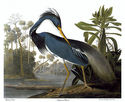 Audubon Louisiana Heron 30x44 Hand Numbered Editio