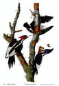 Audubon Ivory-Billed Woodpecker 30x44 Hand Numbere