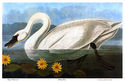 Audubon "Whistling Swan" HUGE elephant folio editi