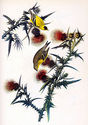 Audubon  Goldfinch 15x22 Hand Numbered Ltd. Editio