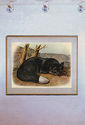 John James Audubon Silver Fox 15x22 Hand Numbered 