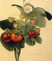 Strawberry 22x30 Hand Numbered Ltd. Edition Botani