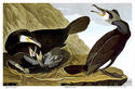 Audubon "Great Cormorant" HUGE Elephant Folio Edit