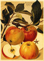 Apples 22x30 Hand Numbered Ltd. Edition Botanical 