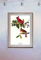 Audubon Cardinal 15x22 Hand Numbered Ltd. Edition 