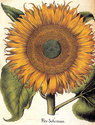 Sunflower 22x30 Hand Numbered Edition Botanical Ga