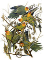 Audubon Carolina Parakeet 30x44 Hand Numbered Edit