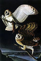 Audubon Barn Owl 15x22 Hand Numbered Ltd. Edition 