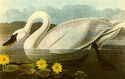 John James Audubon  Whistling Swan 22x30 Art Print