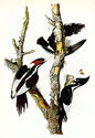 Ivory Billed Woodpecker 15x22 Audubon Art Print Ha