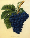 Grapes 22x30 Hand Numbered Ltd. Edition Botanical 