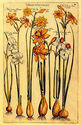 Narcissus 22x30 Hand Numbered Ltd. Edition Botanic