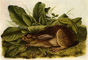 John James Audubon Jack Rabbit 15x22 Beautiful Art