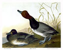 Audubon "Red-Headed Duck" Double Elephant Folio Ed