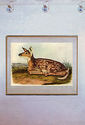 John James Audubon White-Tailed Deer 15x 22 Art Pr