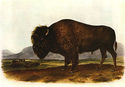 Audubon American Bison 15x22  Hand Numbered Ltd. E