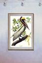 Audubon Brown Pelican 15x22  Hand Numbered Ltd. Ed