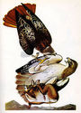 John James Audubon "Red-Tailed Hawk" Art Print