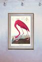  Audubon American Flamingo 15x22 Hand Numbered Ltd