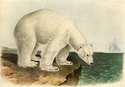 John James Audubon "Polar Bear" Beautiful Art Prin