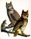 John James Audubon Great Horned Owl 15x22 Hand Num