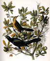 John James Audubon "Boat-Tailed Grackle" Art Print