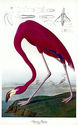 Audubon Flamingo 30x44 Hand Numbered Edition Fine 