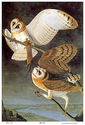 Audubon Barn Owl 30x44 Hand Numbered Edition Art P