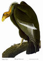 Audubon California Condor 30x44 Size Ltd. Edition 