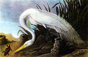 John James Audubon American Egret 15x22 Beautiful 