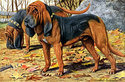 "Bloodhounds" by Louis Agassiz Fuertes