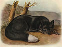 John James Audubon Silver Fox 22x30 Beautiful Art 