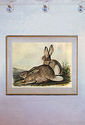 Audubon White-Tailed Jack Rabbit 15x22 Hand Number