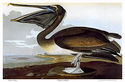 Audubon Brown Pelican 30x44 Art Print Audubon Edit