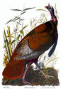 Audubon Wild Turkey 30x44 Hand Numbered Edition Ar