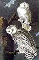 Audubon Snowy Owl 30x44 Fine Art Hand Numbered Ltd