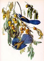 Audubon Florida Jay 15x22 Hand Numbered Ltd. Editi